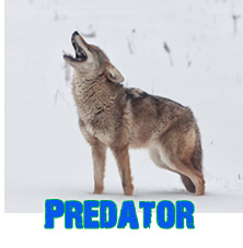 Predator Hunting