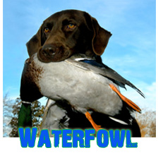 Waterfowl Hunting